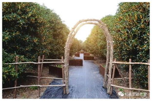 2017版上海賞桂攻略 帶你走進桂香滿城的秋