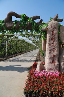 葡萄熟啦！快來創新農業生態園體驗采摘樂趣