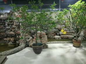 平安夜自駕生態(tài)園聯(lián)歡 一場(chǎng)與自然共舞的節(jié)日盛宴