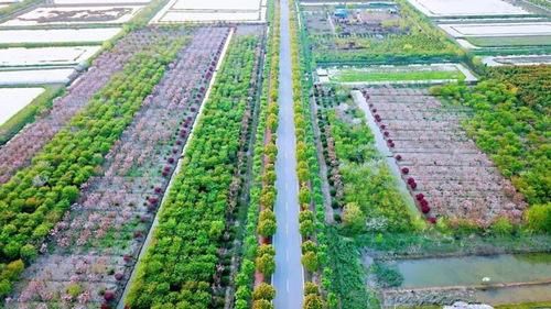 官方賞花攻略發(fā)布 荊州8條春季賞花精品線(xiàn)路，生態(tài)園美景盡收眼底